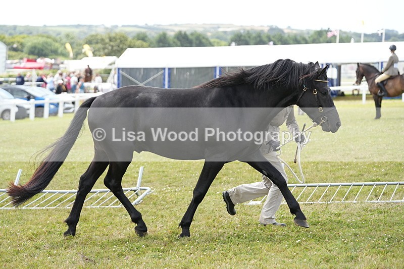 DSC05968 - NPS M&M In Hand Championship