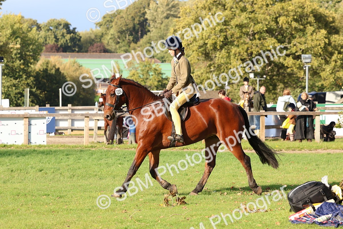 SBM_52552 - S13 - Pony Club Pony