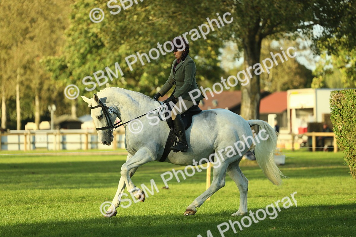SBM_55547 - S14 - Riding Club Horse