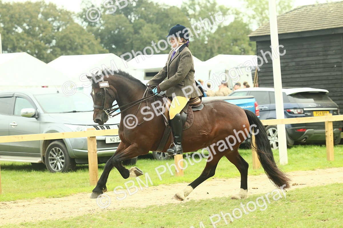 SBM_72008 - S60 - Mountain & Moorland Ridden Large Breeds