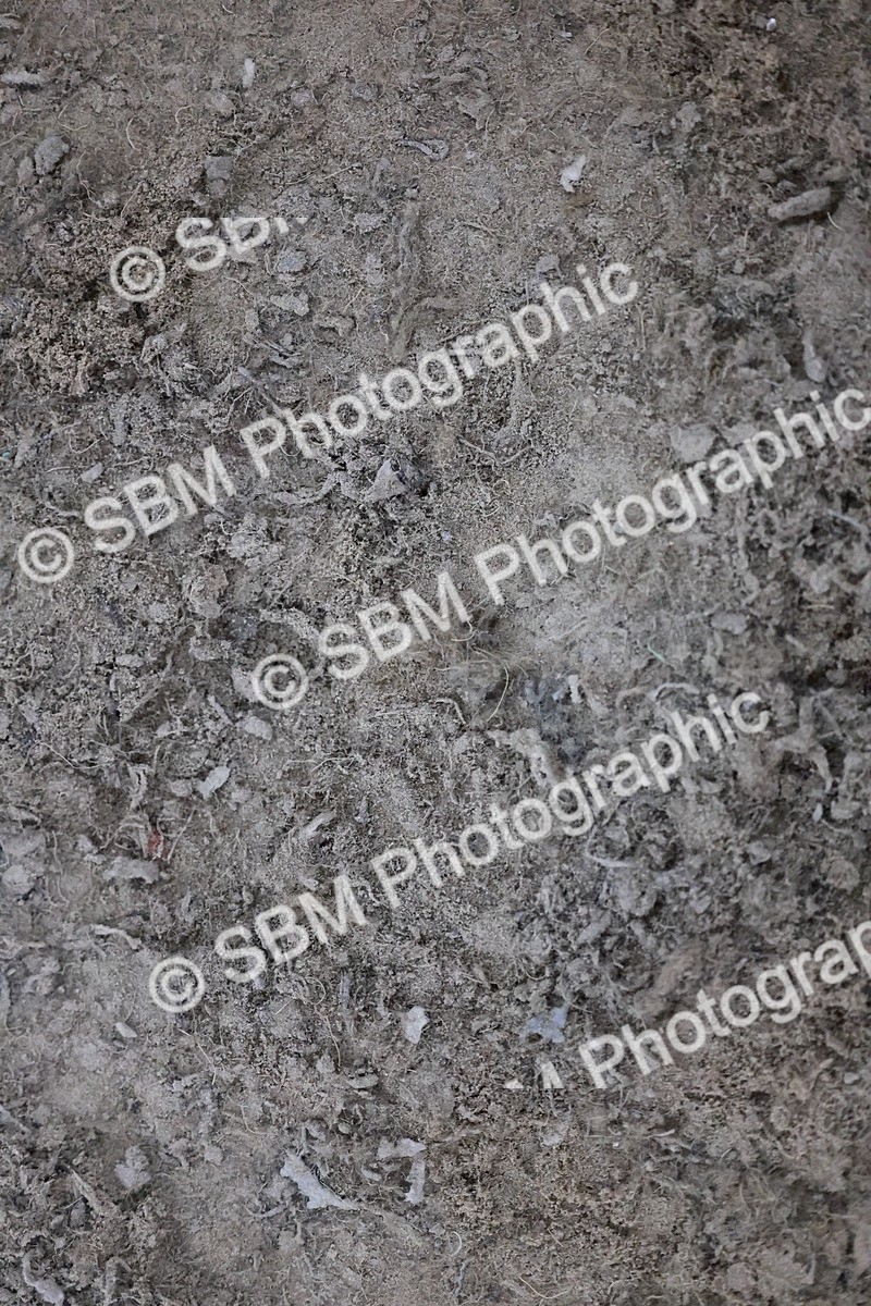 SBM_005629 - Evening Performance