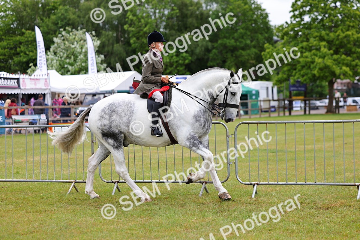 SBM_02615 - Class 9-11 Side Saddle including LIHS Rising Star Ladies Show Horse