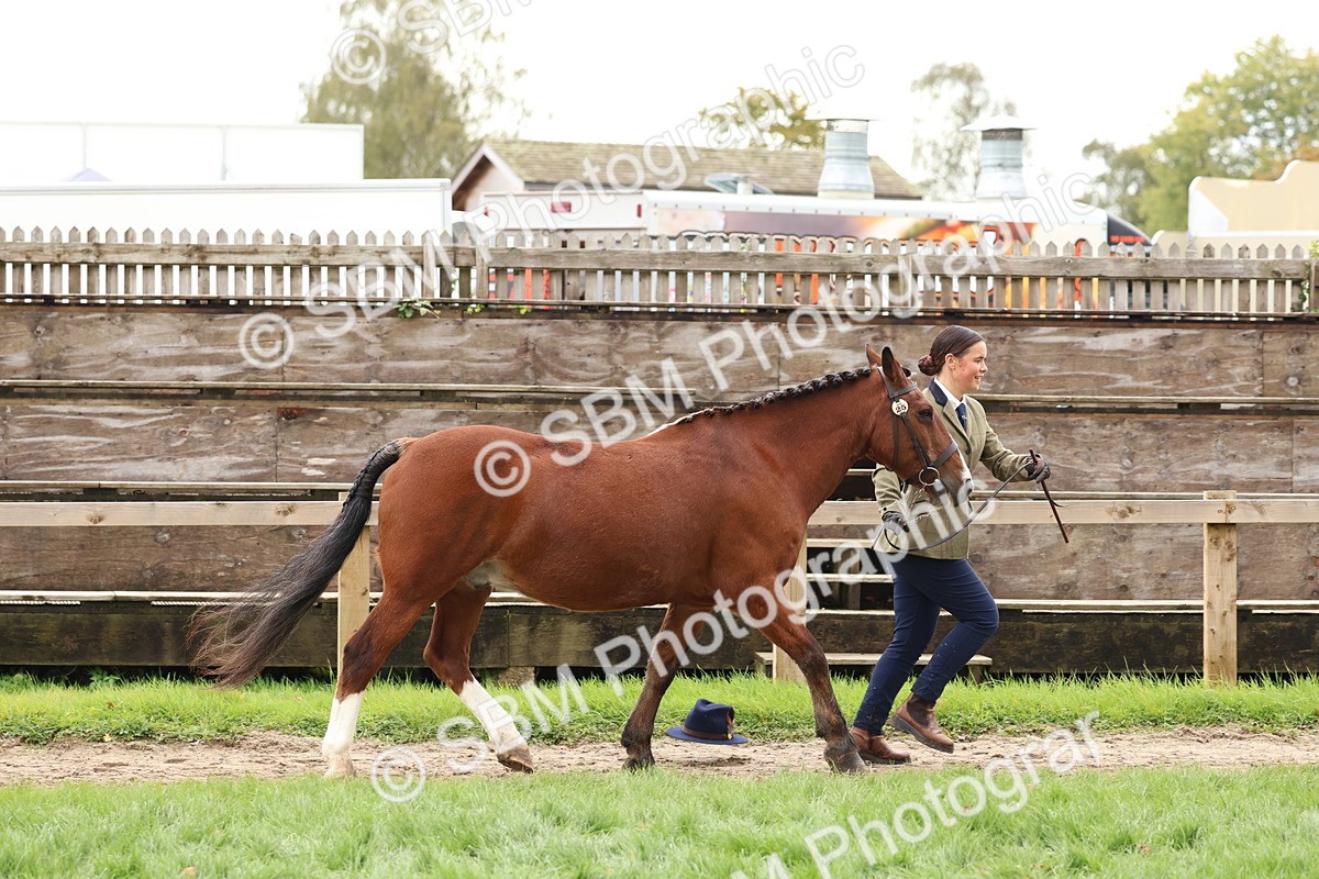 SBM_41709 - S26 - Mature Veteran In Hand