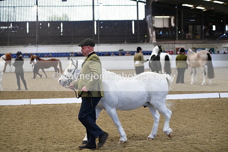 WJ5_3642 - Class 5 In Hand Veterans