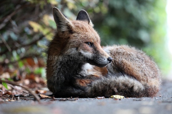  - Urban Foxes, Bristol, Great Britain