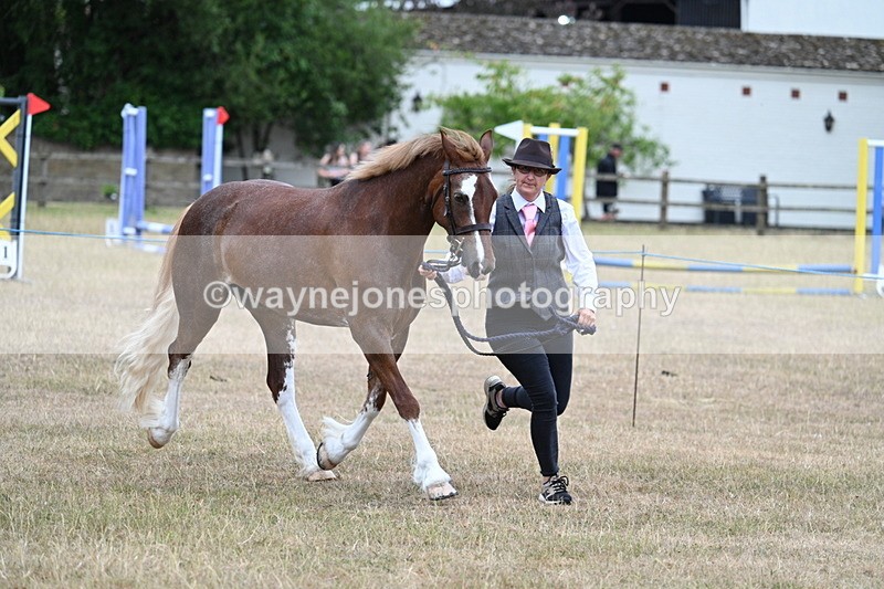 WJ7_8230 - Class 4 Prettiest Mare up to 14.2hh