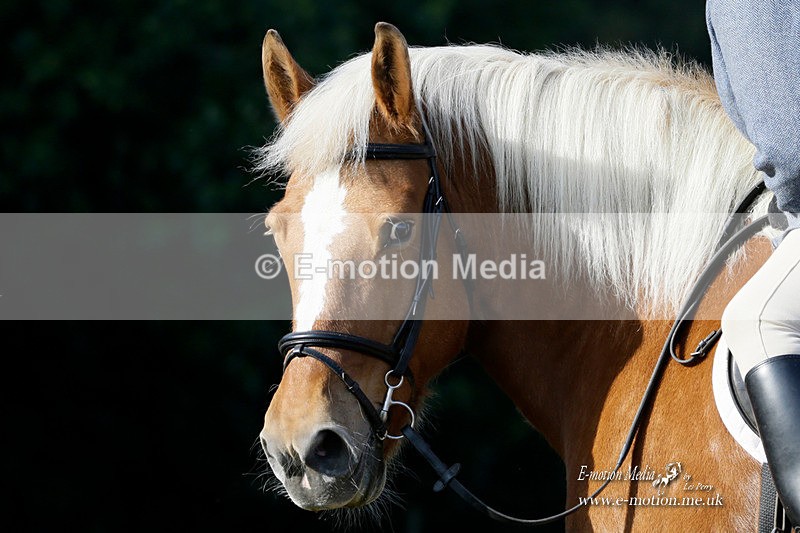 BVRC 120921 81 - Bourne Valley Riding Club UA Dressage & Show Jumping 12/09/21