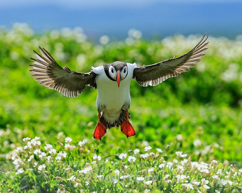 Backlit shot of Puffin landing, Farne Islands - Puffin