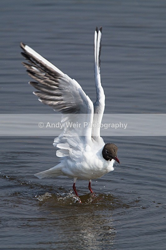 20120324-_MG_9808 - Black-headed Gull