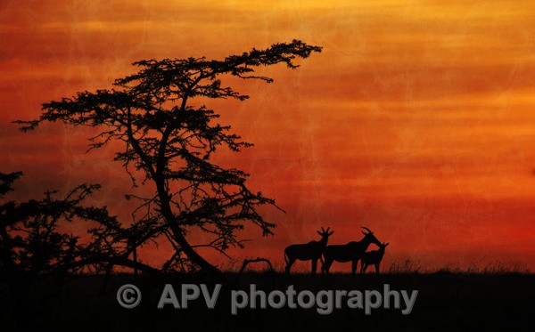 Global Warming - The Photographic Angle - Wildlife Exhibition