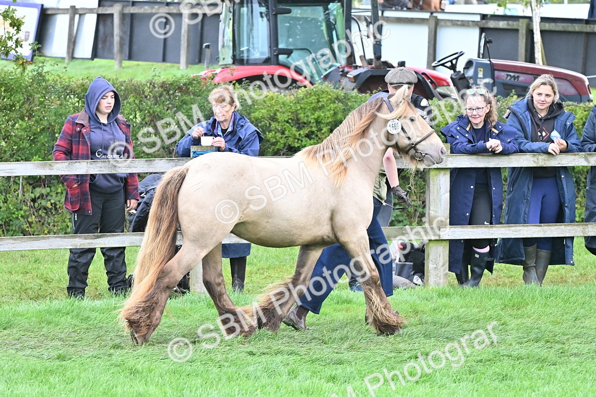SBM_56874 - S45 - Coloured Pony In Hand
