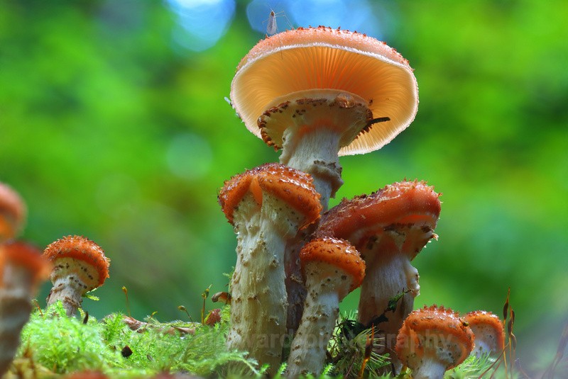 Gilled Fungi, Hamsterley Forest.  Ref 162023 - macro and nature.