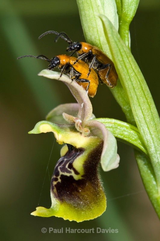 Ophrys lacaitae x Ophrys holoseria ssp gracilis. one of a hybrid swarm in a small woodland area nr San Marco in Lamis - Orchids - Ophrys