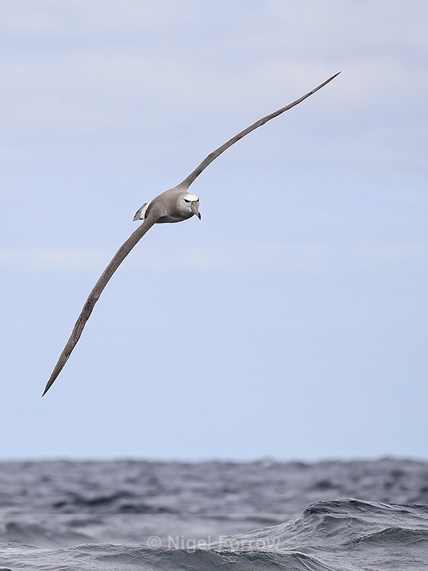 Shy Albatross banking head-on, South Africa - Shy Albatross