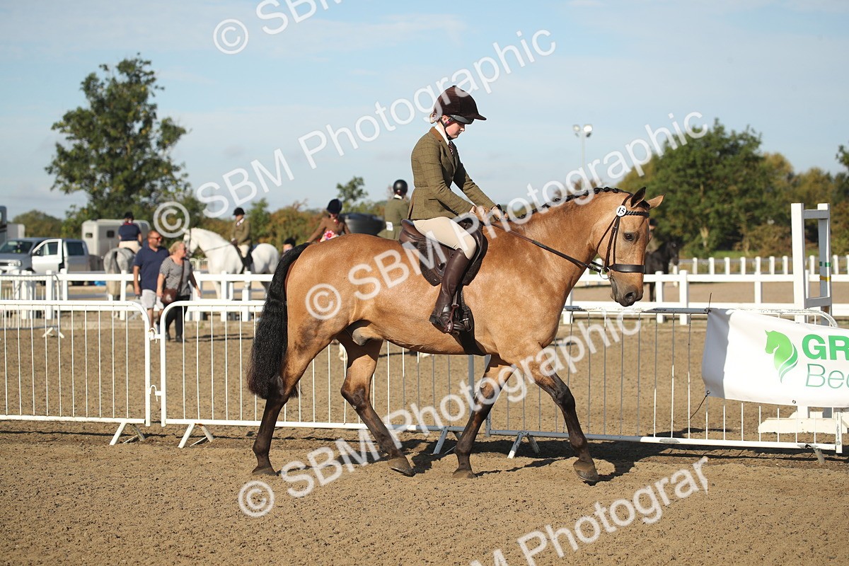 SBM_11253 - Class 501 -Riding Club Pony