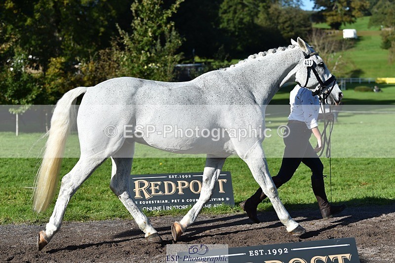 231022-110718-23736 - 437-DONBEG.GREY-Hannah.Underhill-TrotUp+SJ