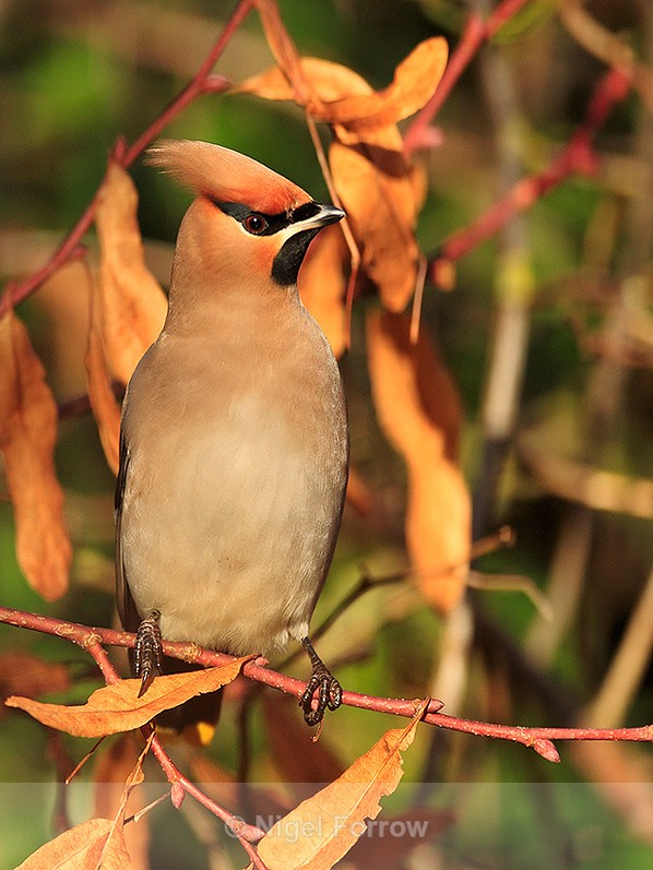 Waxwing perched on a branch at Bletchley - Waxwing
