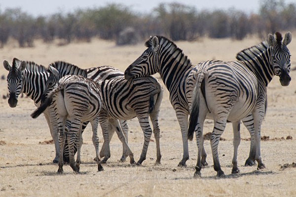  - African Journey