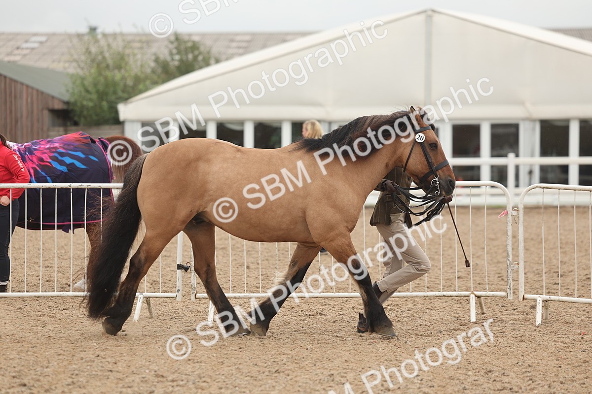 SBM_00486 - Class 13 Young Handler