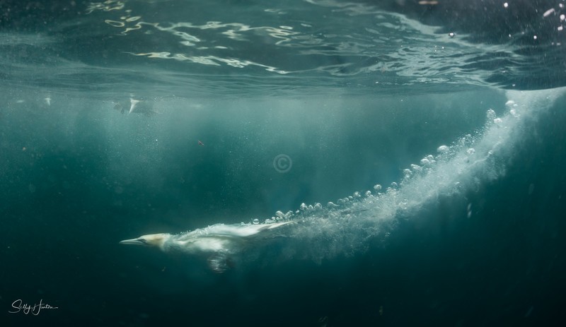 Gannets Underwater 14