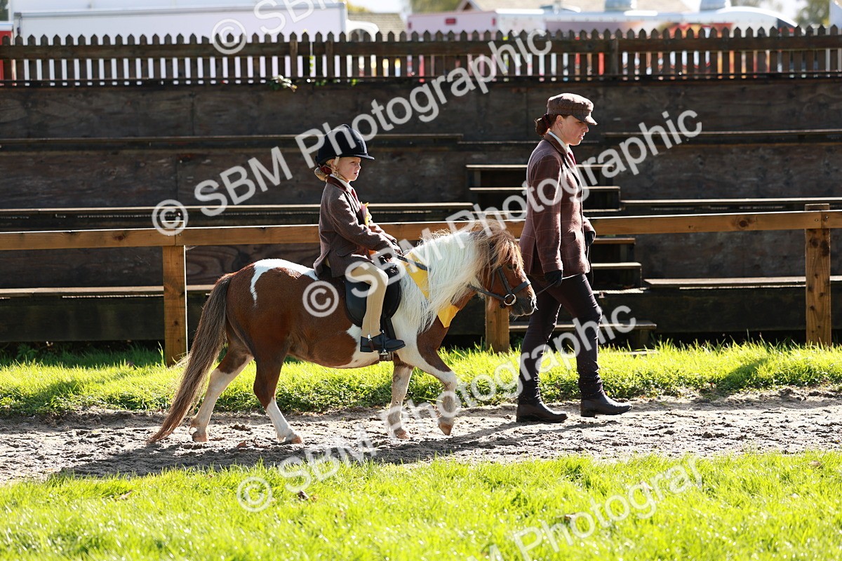 SBM_42085 - S32 - Mountain & Moorland Working Hunter Pony