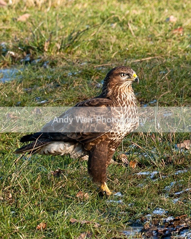 20100130-Gigrin 265 - Common Buzzard