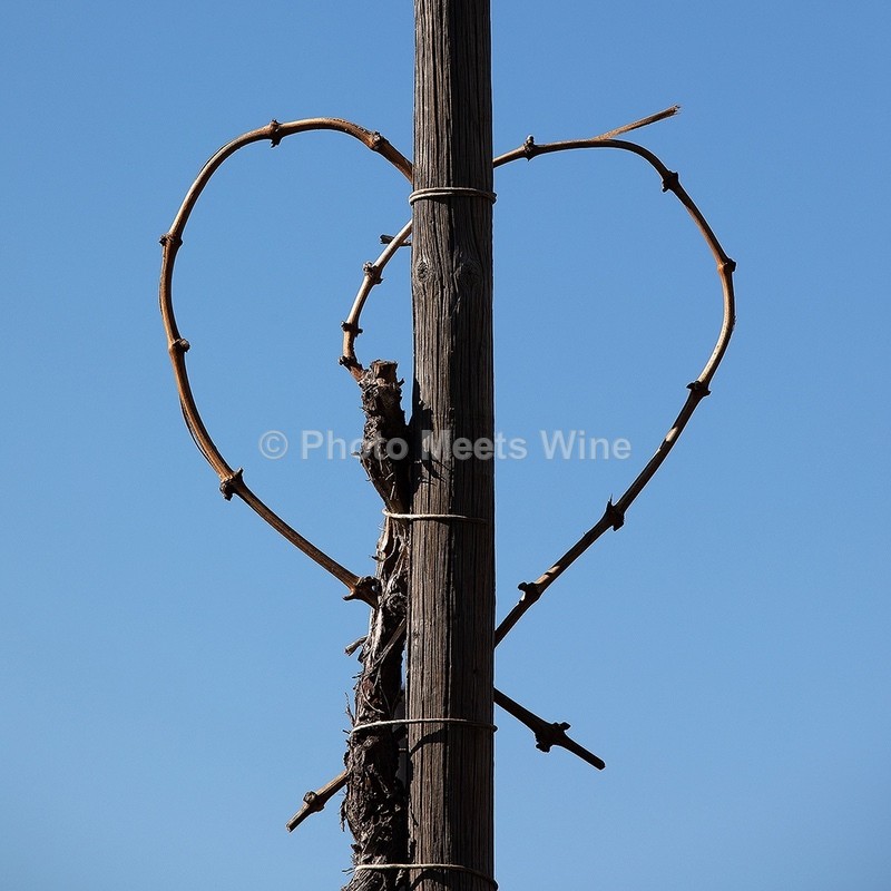  - Vineyards & Vines / Weinberge & Reben