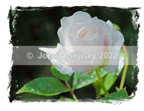 White Rose in July - Plants and Insects