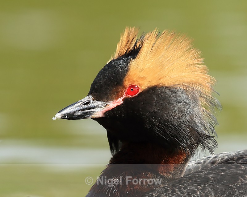 Slavonian Grebe close-up, Iceland - Slavonian Grebe