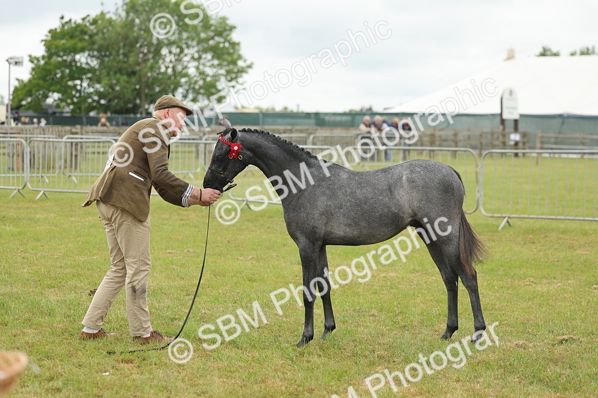 SBM_05578 - Class 68-73 - Riding Pony Breeding