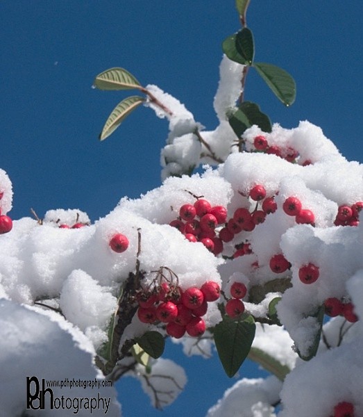 Winter Berry-2-1366 - Mendips