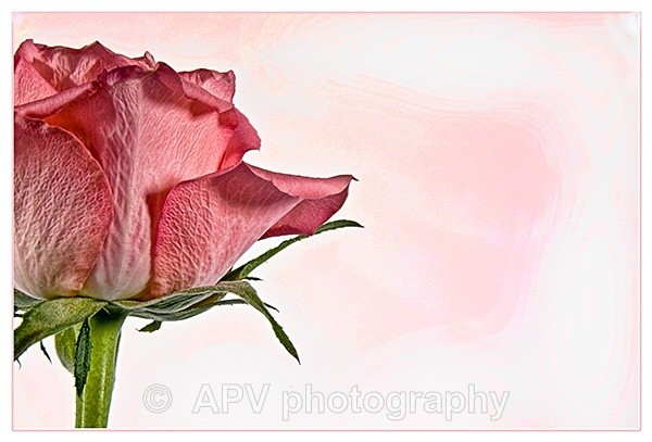  - Petals and Leaves