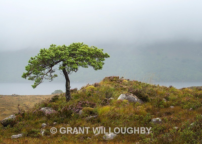  - Scots Pines