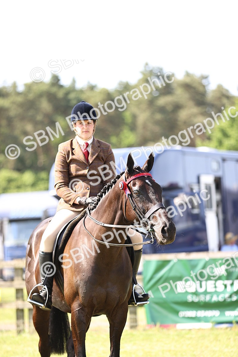 SBM_13036 - Class 75-76 LIHS BSHA Rising Star Hack Riding Horse