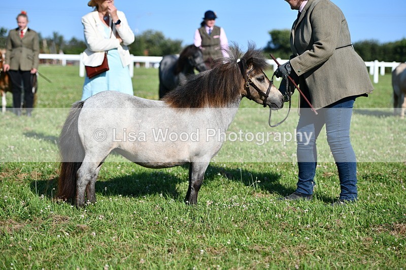 DSC_5660 - Class 49: NPS Shetland Youngstock
