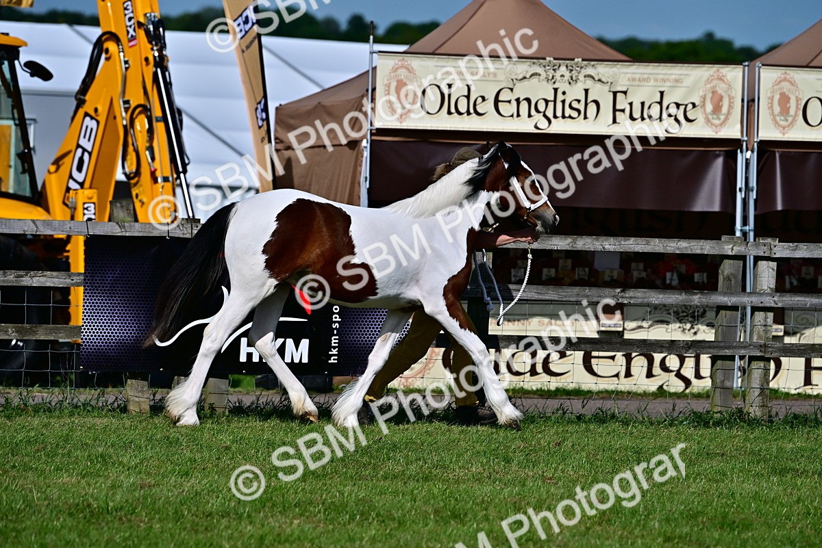SBM_10000 - Class 63-65 - Traditional Gypsy Cobs In Hand & Ridden