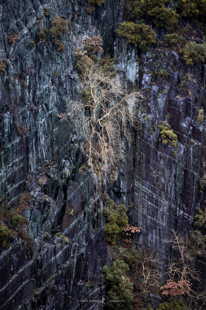 Chevron tree - Repossession