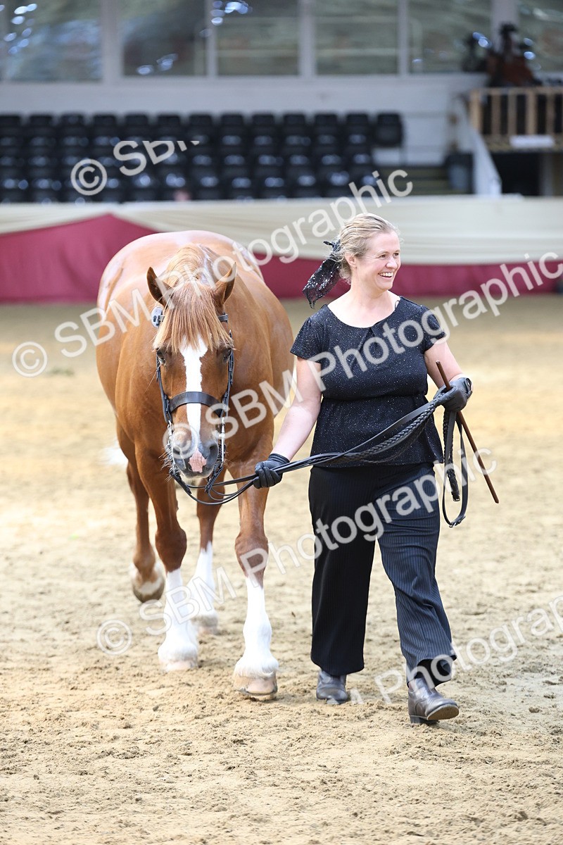 SBM_23341 - Class 903 - Supreme Final - IH Pre Vet