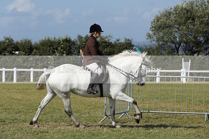 1X9A5918 - Class 41:. NPS New Forest & Connemara