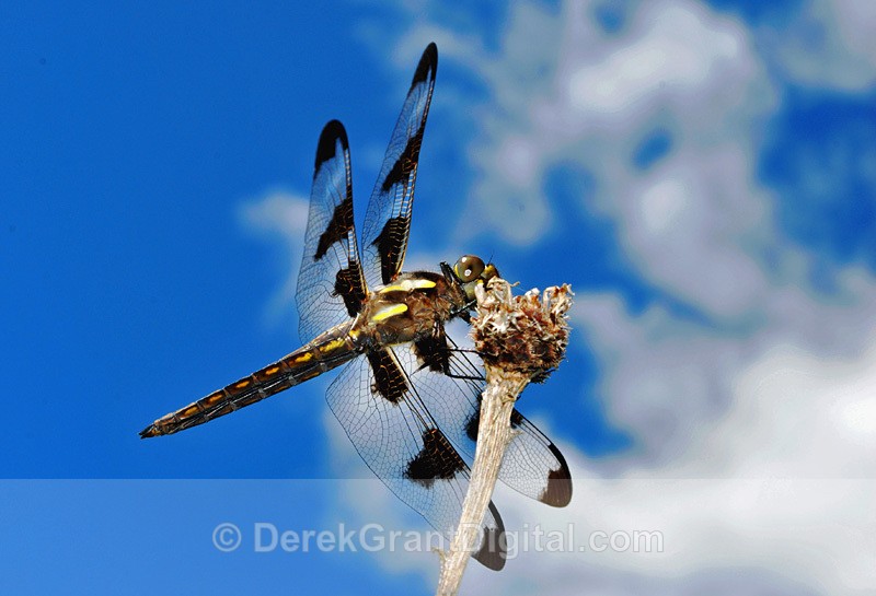 Twelve-spotted Skimmer male Libellula pulchella - Dragonflies of Atlantic Canada