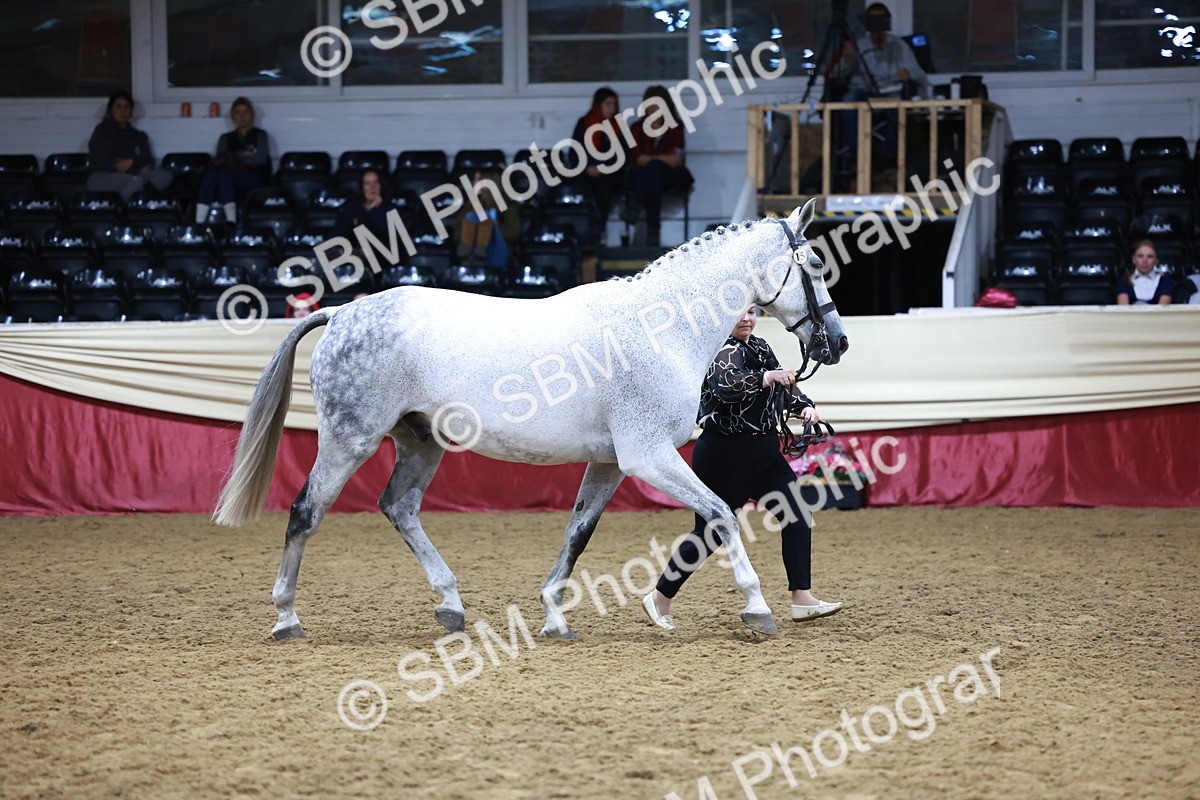 SBM_20475 - Class G - IH Large (over 148cm)Champ