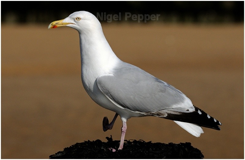 March 2nd 2009 ( 2 ) - Leggy the Herring Gull