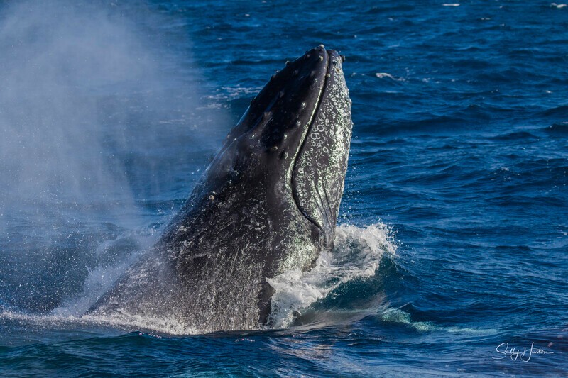 0A3A2834 - 2024 Whale Photos