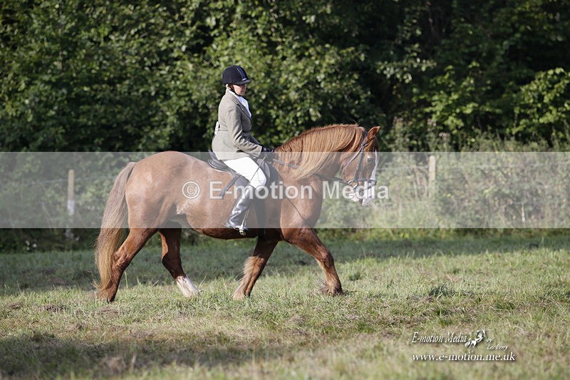 BVRC 120921 38 - Bourne Valley Riding Club UA Dressage & Show Jumping 12/09/21