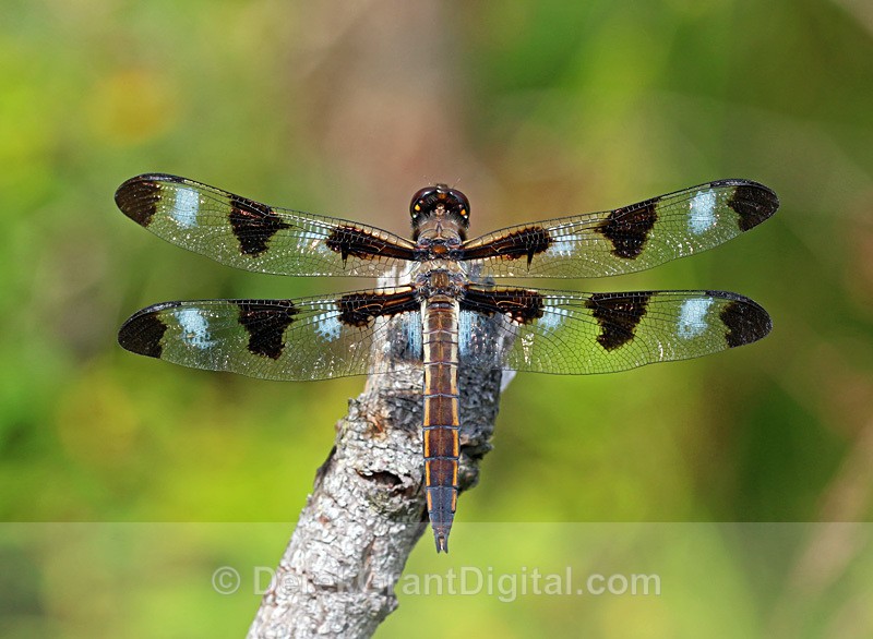 Twelve-spotted Skimmer male