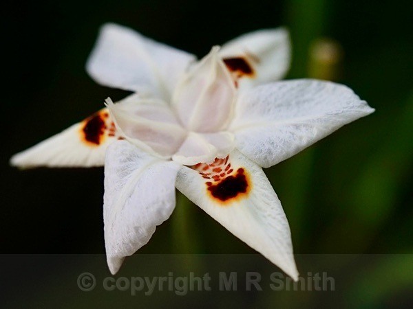 Iris On The Roadside In Haenertsburg - NEW GALLERY AS A SOUTH AFRICAN RESIDENT