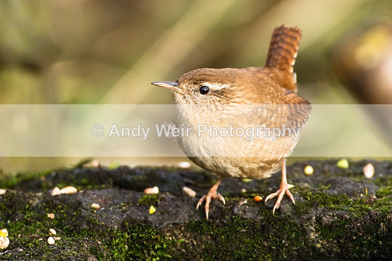 20130112-_MG_2005 - Wren & Goldcrest