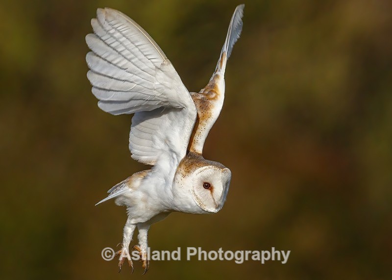 Astland Photography, Bird and Wildlife Images, Susan and Peter Wilson, U.K.