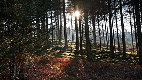 RowWoods-1-1567 - Mendips