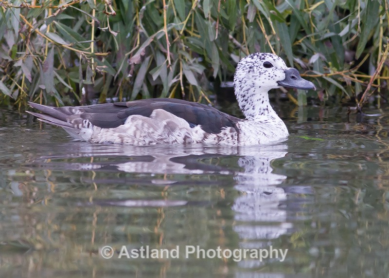 Astland Photography, Bird and Wildlife Images, Susan and Peter Wilson, U.K.